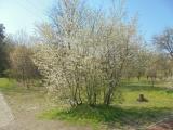 Streuobstwiese